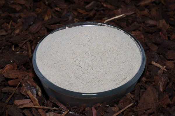Miesmuschelmehl