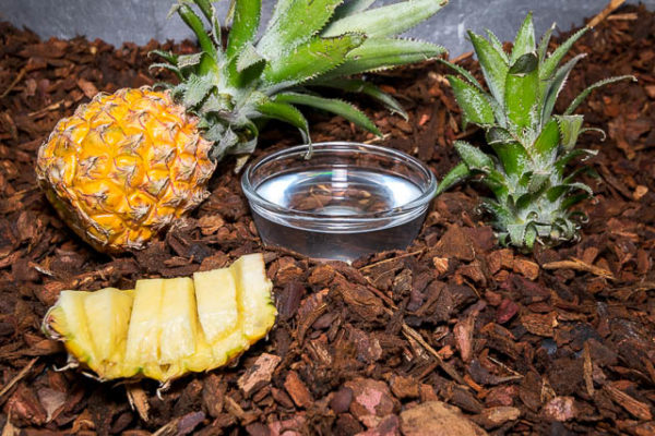 Pineapple Flavour