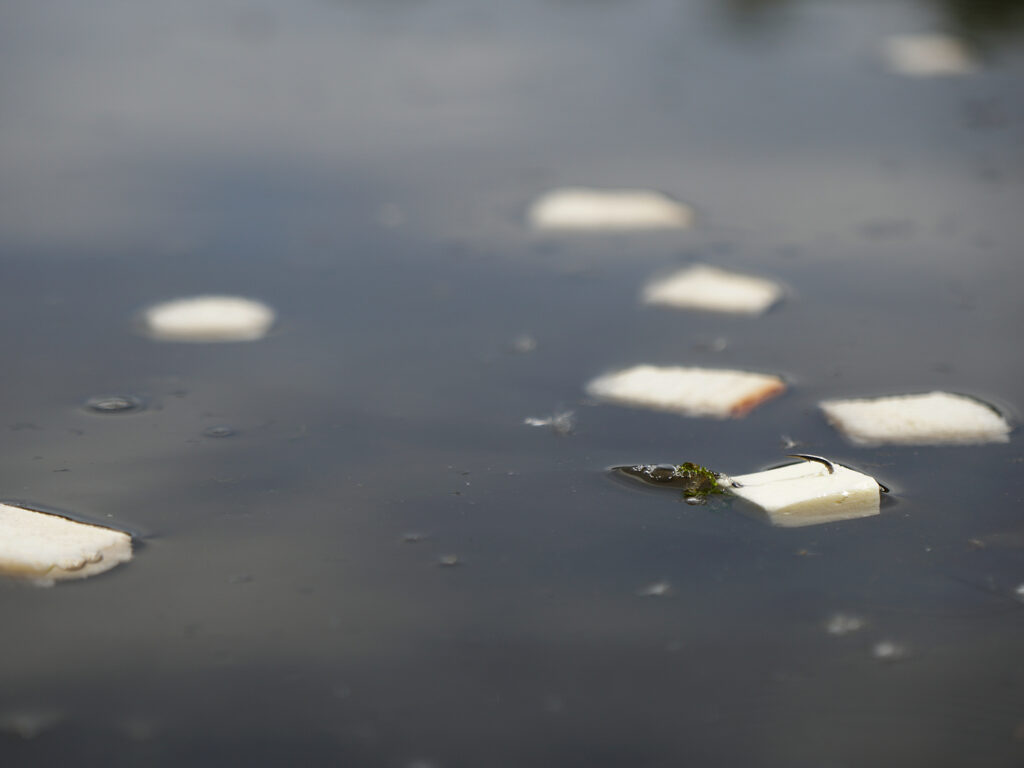 Carp Mellow unaufällig zwischen Schwimmbrot