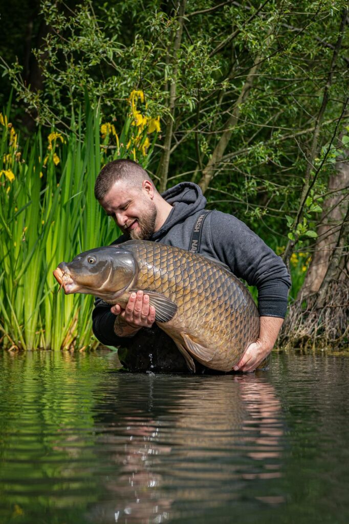 Makelloser Schuppenkarpfen jenseits der 20kg