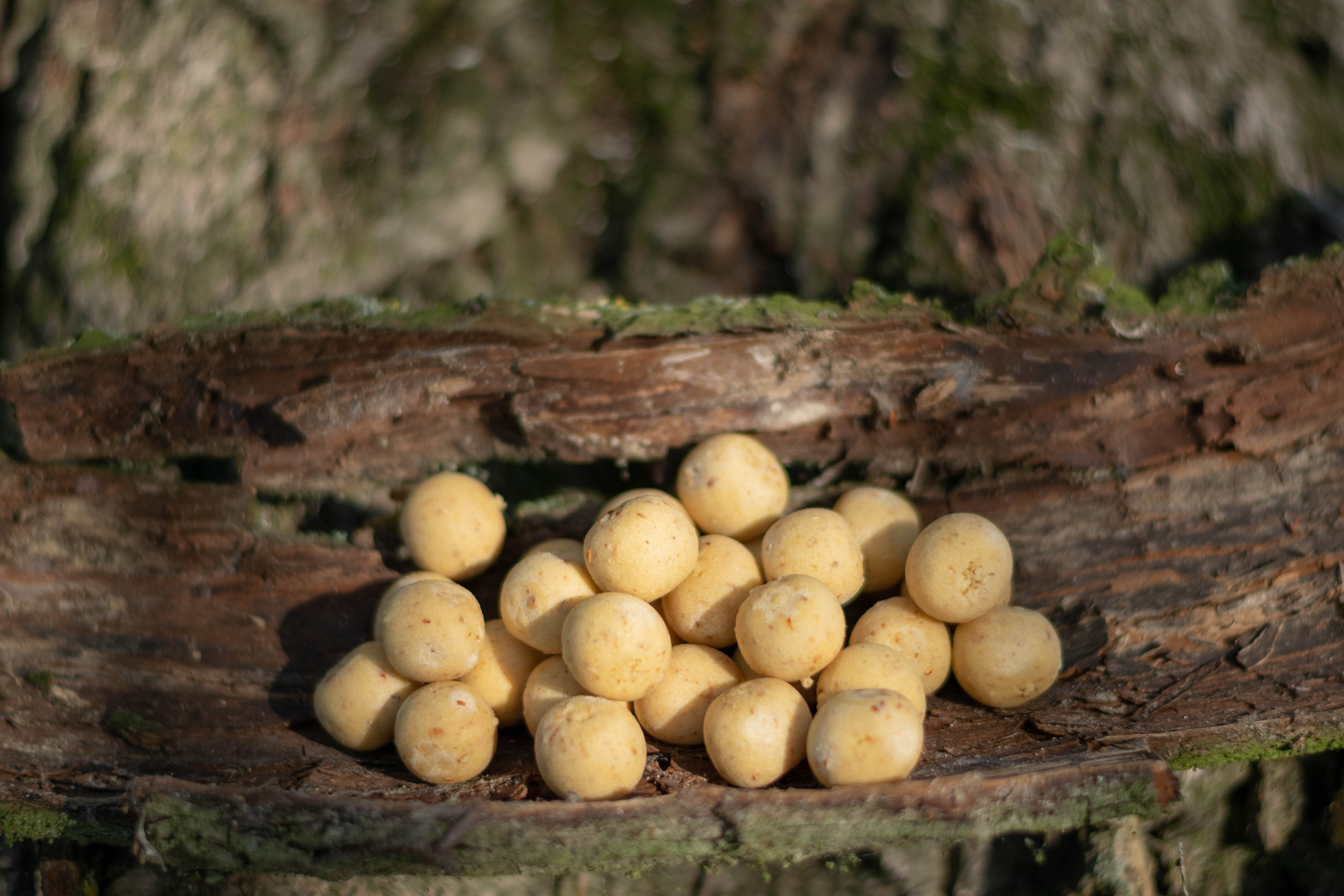 Boilies kaufen